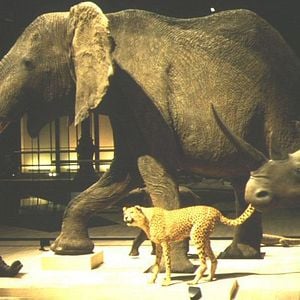 Foto Um animal, os animais