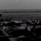 Foto O Brasil em Oitenta Minutos