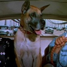 Foto Ou Vai ou Racha