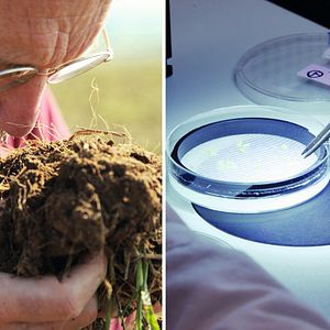 Foto 10 Bilhões - O Que Tem Para Comer?