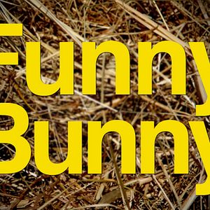 Foto Funny Bunny
