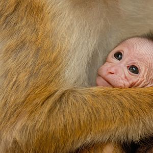 Foto O Reino dos Primatas