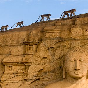 Foto O Reino dos Primatas