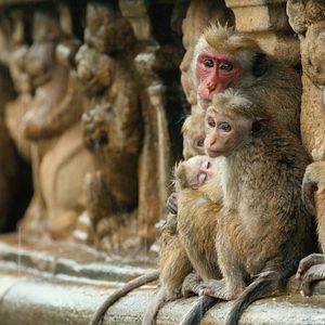 Foto O Reino dos Primatas