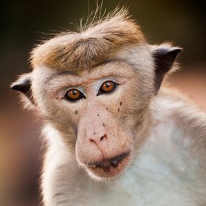 Foto O Reino dos Primatas