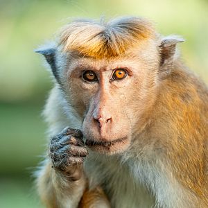 Foto O Reino dos Primatas