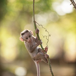 Foto O Reino dos Primatas