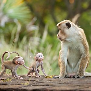 Foto O Reino dos Primatas