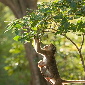 Foto O Reino dos Primatas