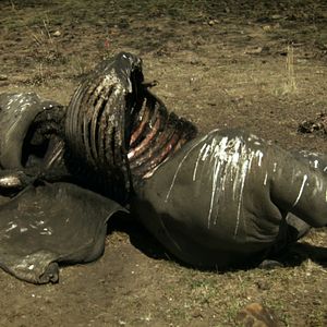 Foto O Jogo da Extinção