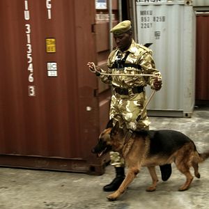 Foto O Jogo da Extinção