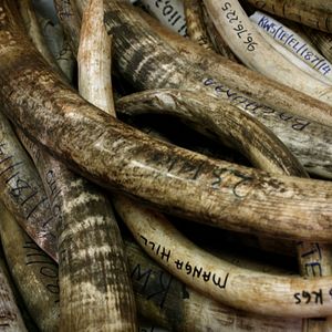 Foto O Jogo da Extinção