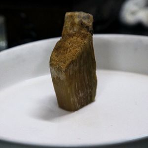 Foto O Jogo da Extinção