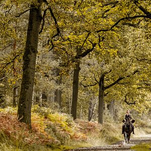 Foto L'Odeur de la mandarine