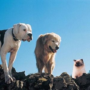 Foto A Incrível Jornada