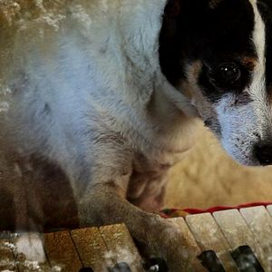 Foto Coração de Cachorro