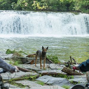 Foto Max - O Cão Herói