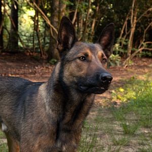 Foto Max - O Cão Herói