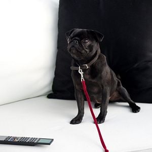 Foto O Incrível Livro de Hipnotismo de Molly Moon