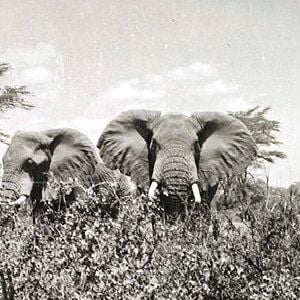 Foto Kirongozi, Mestre Caçador