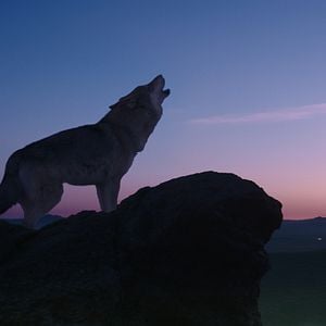 Foto Espírito de Lobo