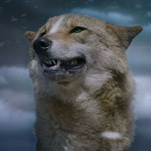 Foto Espírito de Lobo