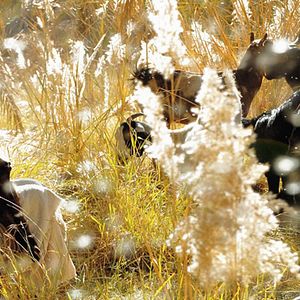 Foto Maomé, Mensageiro de Deus