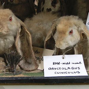 Foto História Natural