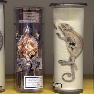 Foto História Natural