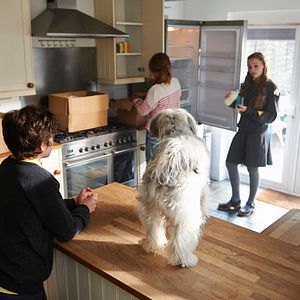 Foto Pudsey - Este Cão é um Herói!