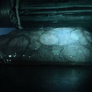 Foto Harbinger Down - Terror no Gelo