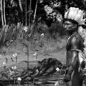 Foto O Abraço da Serpente