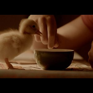 Foto Os Pássaros Migratórios