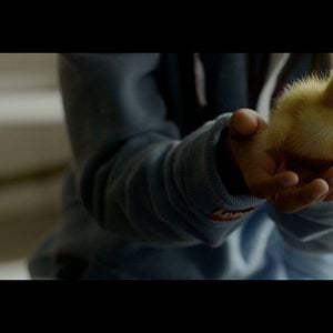 Foto Os Pássaros Migratórios