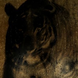 Foto Coração de Cachorro