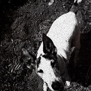 Foto Coração de Cachorro