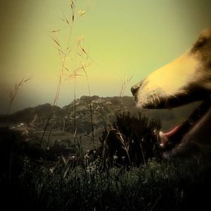 Foto Coração de Cachorro