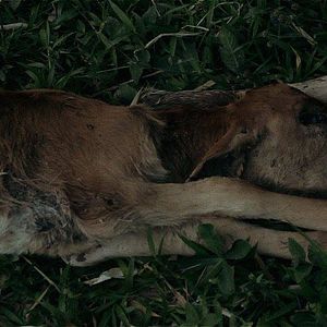 Foto Planeta Escarlate