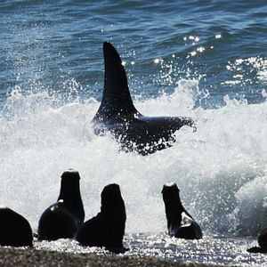 Foto Farol das Orcas