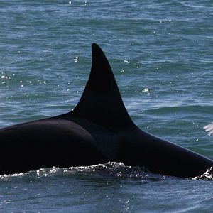 Foto Farol das Orcas