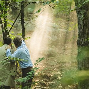 Foto O Mar de Árvores