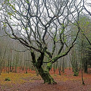 Foto L'Inconnu de Brocéliande