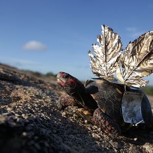 Foto Por Trás do Céu
