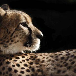 Foto A Corrida Contra a Extinção