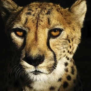 Foto A Corrida Contra a Extinção