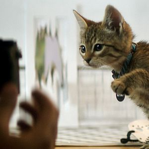 Foto Keanu: Cadê Meu Gato?!