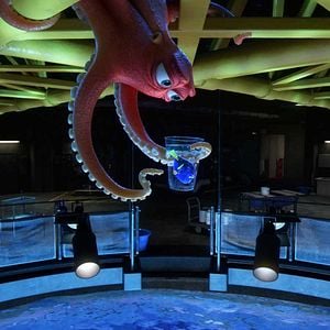 Foto Procurando Dory