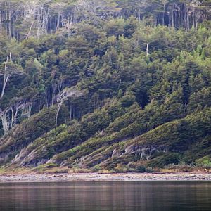 Foto O Botão de Pérola