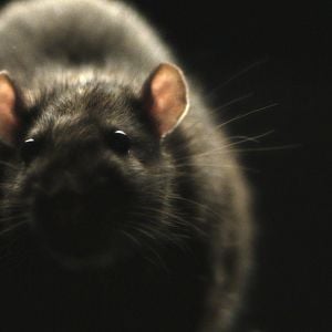 Foto Rats: Realidade Urbana