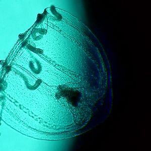 Foto Spira Mirabilis